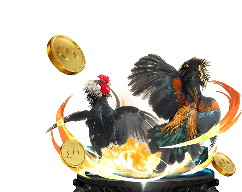 Hướng dẫn xem và đặt cược gà chọi C1 Thomo trực tiếp